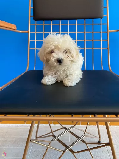 Dalgali Tüylü Krem Bebek Maltipoo Yavruları