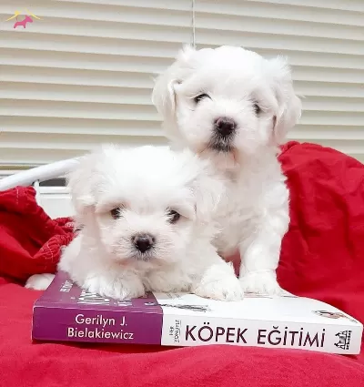 Maltesse Terrier Yavrumuz