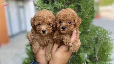 Orijinal Ozel Toy Poodle Yavruları