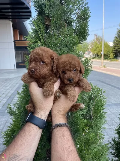 Red Brown Poodle Bebeklerimiz