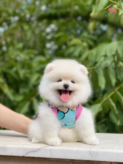 Pomeranian Boo Yavrularımiz Karsinizda