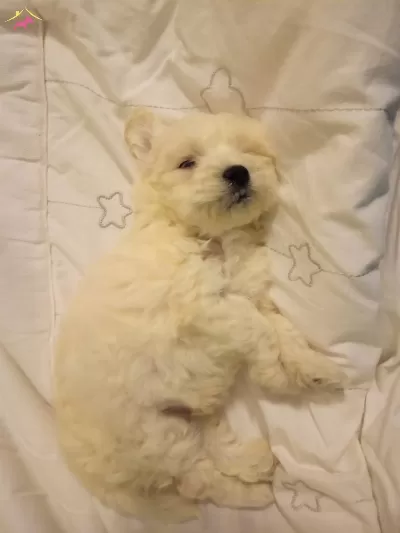 Kar Beyaz Maltese Terrier Bebeklerimiz