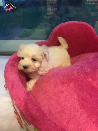 Kar Beyaz Maltese Terrier Yavrularımiz