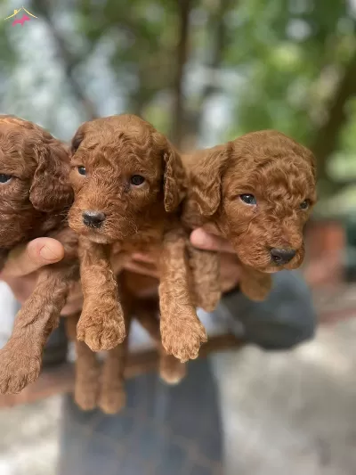Gerçek Red Toy Poodle Bebeklerimiz