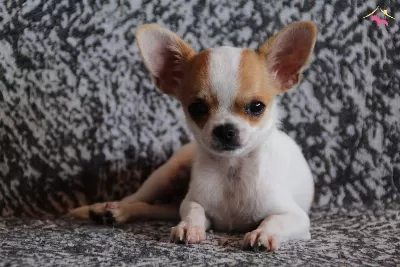 Irkının Nirvanası Chihuahua