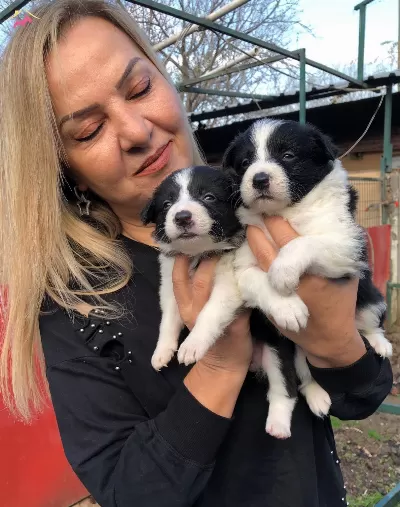 Akıllı Zeki Border Collie Yavrularımız
