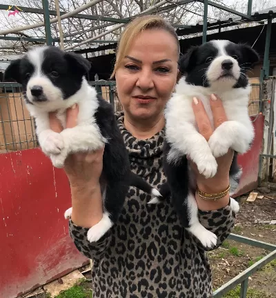 Muhteşem Irk Garantili Border Collie Yavrularımız