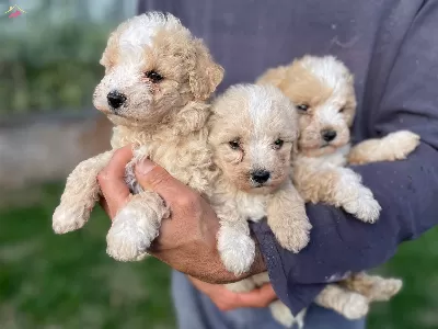 Sirin Maltipoo Yavrularımız