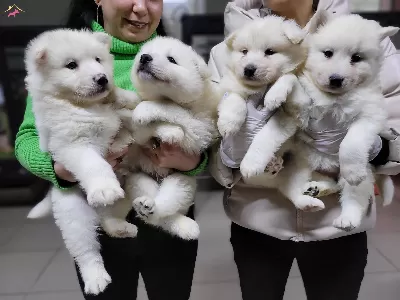 Safkan Irk Garantili Samoyed Yavruları