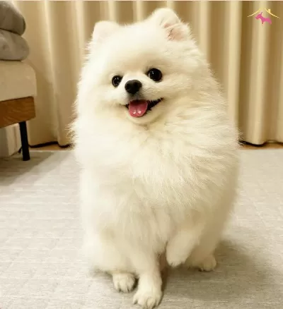 Sevimli patiler pomeranian boo