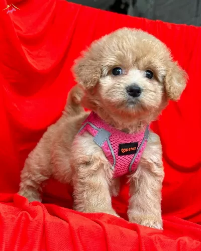 Maltipoo Saf Iirk En Kucuk Boy Bebeklerimiz