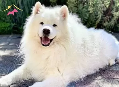 Resmi Isletmeden Samoyed Yavruları