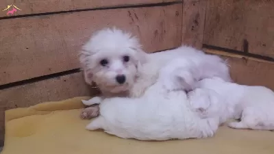 Kar Beyaz Maltesse Terrier