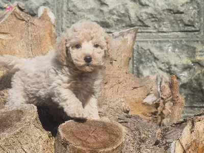 Maltipo Cinsi Sıfır Numara Yavrumuz