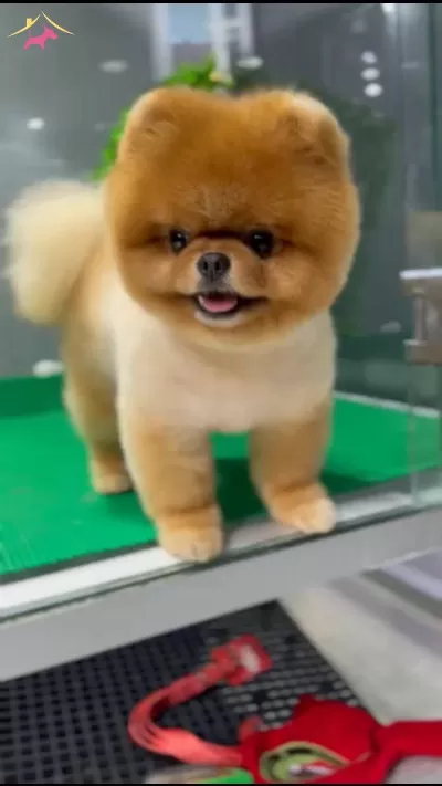 Sevimli patiler pomeranian boo