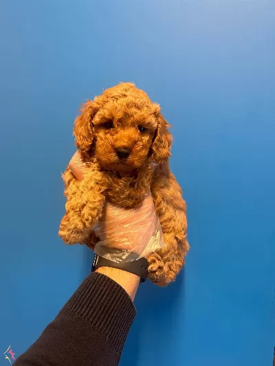 Irk Ve Saglik Garantili Asili Toy Poodle Bebekler