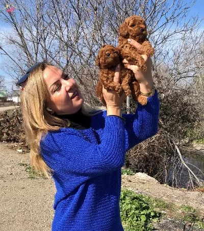 Irk Garantili Efsane Toy Poodle Yavrularımız