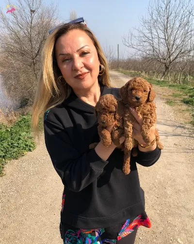 Irk Garantili Efsane Toy Poodle Yavrularımız