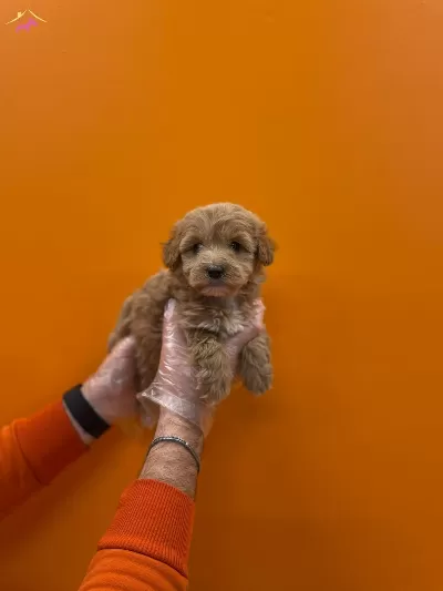 Tea Cup Maltipoo Yavrularımız