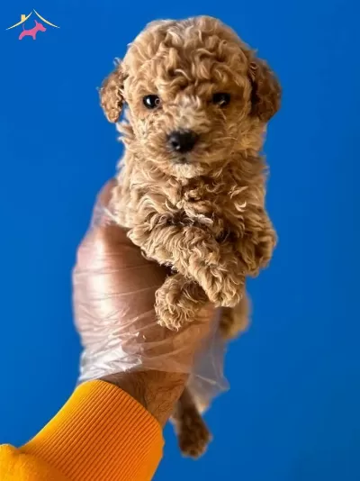 Orijinal Teacup Poodle Bebekler