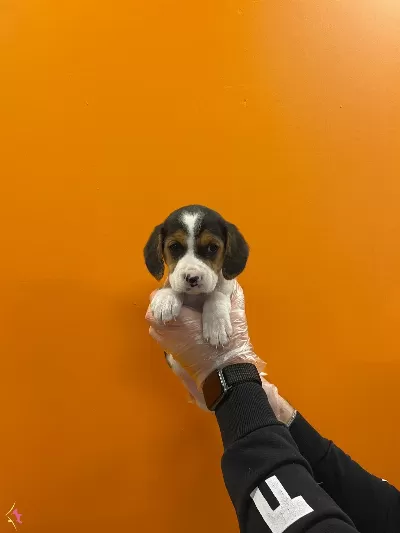 3 Renk Orjinal Elizabet Beagle Yavrularımız