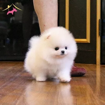 Teddy Bear Garantili Pomeranian Bebeklerimiz