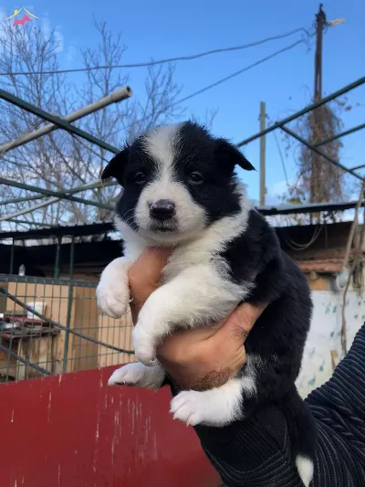 Border Collie Yavrularımız
