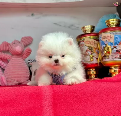 Evimin Oyuncusu Pomeranian