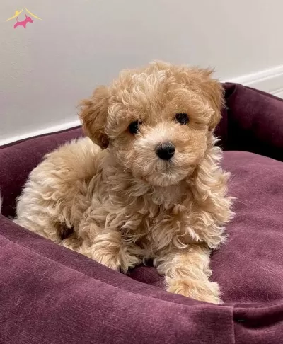 Ust Kalite Maltipoo Bebekler