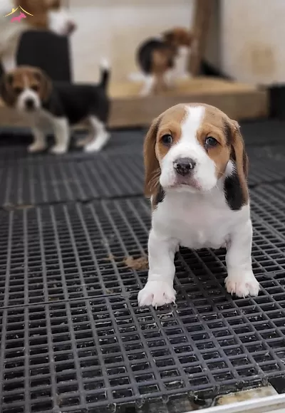 Safkan Irk Garantili Beagle Yavrular