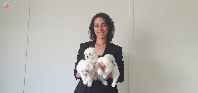 Teacup A Class Kore Kan Maltesse Yavrularımız