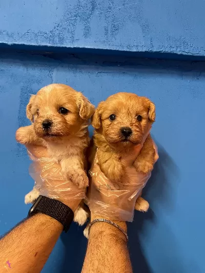 Bebek yüzlü Tea Cup Maltipoo Yavrularımiz