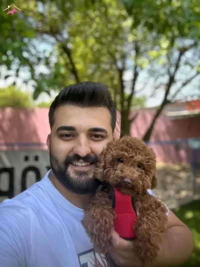 Orijinal Kilo Garantili Toy Poodle Bebekler