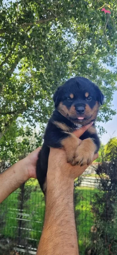 Safkan Koca Rottweiler Yavrularım