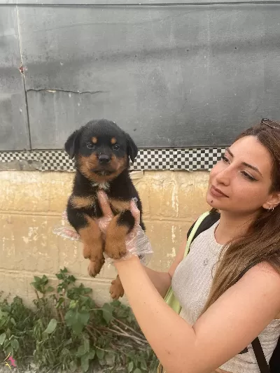 Irk Ve Sağlık Garantili güzel Rottweiler Yavrularım