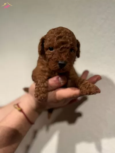 Red Brown Toy Poodle Bebekler