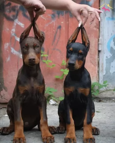 Iirkının En Irileri En Iyileri Doberman Yavrusu