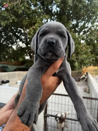 Blue Cane Corso Bebeklerim