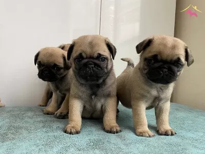 Saskın Bakisli Rifki Irk Ve Sağlık Garantili Pug