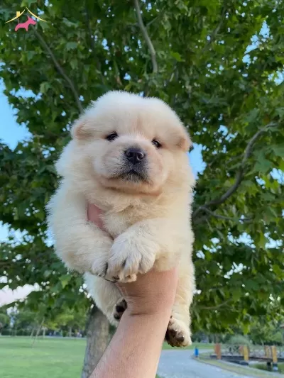Ayı Suratli Chow Chow Yavrularım