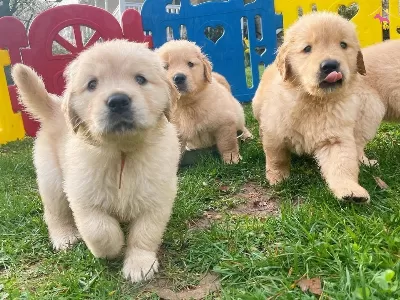 Irk Ve Sağlık Garantili Golden Retriever Yavrularım