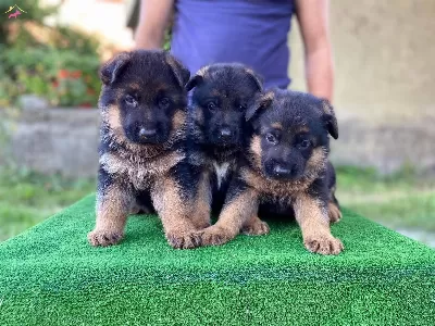 Irk Ve Sağlık Garantili Dusuk Bel Alman Kurdu Yavrularım