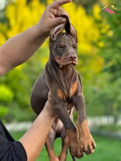 Kızıl Siyah Irk Ve Sağlık Garantili Doberman Yavrular