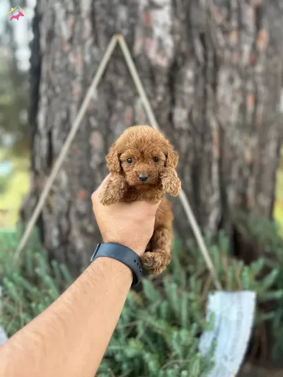 Orijinal Toy Poodle Bebekler