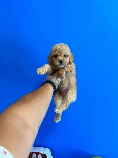 Oyuncak Bebek Toy Poodle Bebekler