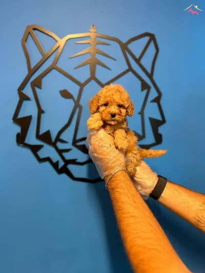 Oyuncak Surat Toy Poodle Bebeklerimiz
