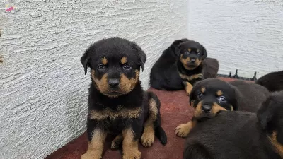 Safkan Irk Garantili Rottweiler Yavrular