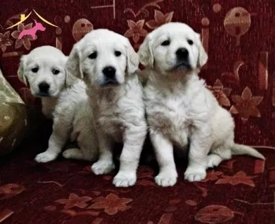 Safkan Golden Retriever