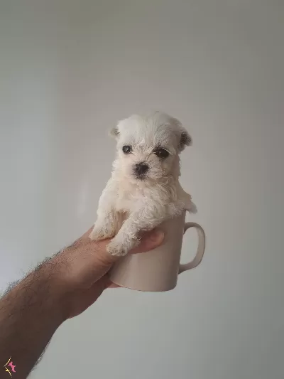 En Minik Malteselerimiz