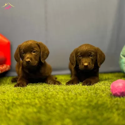 Renk Renk Labrador Yavruları